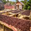 25 Vanilla Beans Whole Grade A Vanilla Pods for Homemade Vanilla Extract, Baking, Ice Cream, Flavoring, & Vanilla Powder - Democratic Republic of Congo view 4