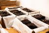 25 Burundi Vanilla Beans Whole Grade A Pods for Homemade Vanilla Extract, Baking, Ice Cream, Flavoring, & Powder view 3