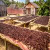 5 Vanilla Beans Whole Grade A Vanilla Pods for Homemade Vanilla Extract, Baking, Ice Cream, Flavoring, & Vanilla Powder - Democratic Republic of Congo view 4