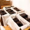 1 LB Burundi Vanilla Beans Whole Grade A Pods for Homemade Vanilla Extract, Baking, Ice Cream, Flavoring, & Powder view 3