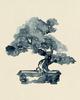Indigo Bonsai II Poster Print - Jacob Green (18 x 24) view 1