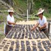 10 Guatemalan Vanilla Beans Whole Grade A Vanilla Pods for Homemade Vanilla Extract, Baking, Ice Cream, Flavoring, & Vanilla Powder view 4