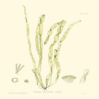 Bradbury Seaweed III Poster Print - Henry Bradbury (18 x 24)