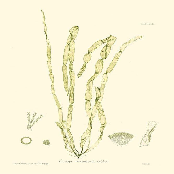 Bradbury Seaweed III Poster Print - Henry Bradbury (18 x 24)
