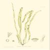 Bradbury Seaweed III Poster Print - Henry Bradbury (18 x 24) view 1