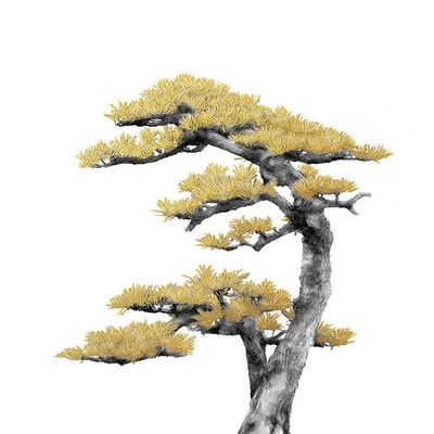 Bonsai Tree 04 Poster Print - Amini54 (16 x 24)