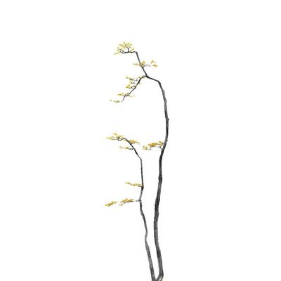 Bonsai Tree 01 Poster Print - Amini54 (16 x 24)