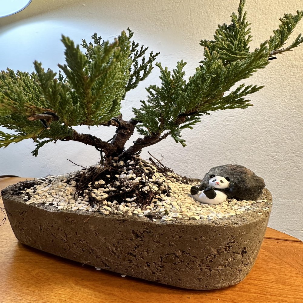 Eighth Land Bonsai Tree Live Juniper in Handmade Concrete Bonsai Pot/hypertufa Planter (Vertical, Medium)