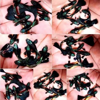 Generic Moscow Green Guppies, Size Ready to Breed.