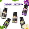 A CENTER Essential Oils Set Created for Humidifiers and Diffusers, Aromatherapy Diffuser Oils Scents, Essential Oil Kit for Home Use, Essential Oil Pack with Various Scents8X10ML view 2