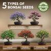 AVERGO Bonsai Tree Kit Classic - 5X Unique Japanese Bonzai Trees | Complete Indoor Bonsai Starter Kits for Growing Trees DIY Gardening Gifts for Mother, Women & Men view 2