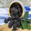 Tennessee's Best Old Fashioned Seedless Boysenberry Jam | Handcrafted With Simple Ingredients | Small Batch Made | 18 oz Resealable Glass Jar view 4