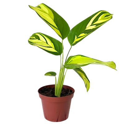 CoollectivePlants Calathea Pilosa Live Indoor Plant in 4 Grower Pot, Easy Care Tropical Houseplant, Low Maintenance Pet-Friendly Prayer Plant for Home or Office
