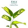 CoollectivePlants Calathea Pilosa Live Indoor Plant in 4 Grower Pot, Easy Care Tropical Houseplant, Low Maintenance Pet-Friendly Prayer Plant for Home or Office view 2