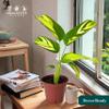 CoollectivePlants Calathea Pilosa Live Indoor Plant in 4 Grower Pot, Easy Care Tropical Houseplant, Low Maintenance Pet-Friendly Prayer Plant for Home or Office view 3