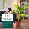 CoollectivePlants Calathea Pilosa Live Indoor Plant in 4 Grower Pot, Easy Care Tropical Houseplant, Low Maintenance Pet-Friendly Prayer Plant for Home or Office view 4
