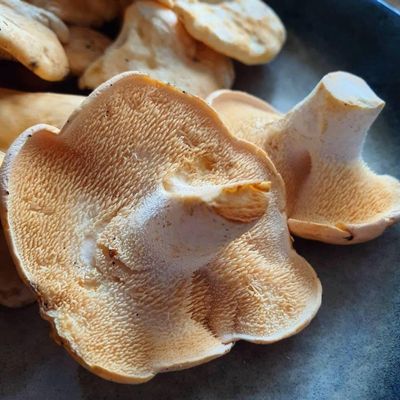 Hedgehog Mushrooms