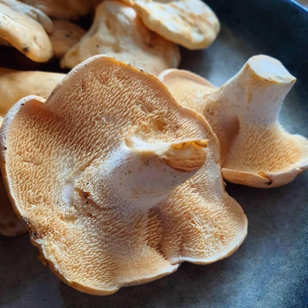 Hedgehog Mushrooms