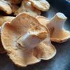 Hedgehog Mushrooms view 1