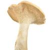 Hedgehog Mushrooms view 4