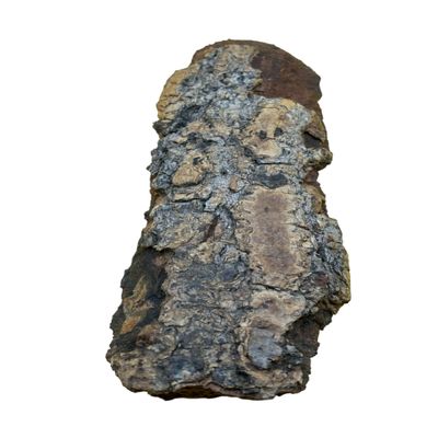 50 Grams Asorin Tree bark