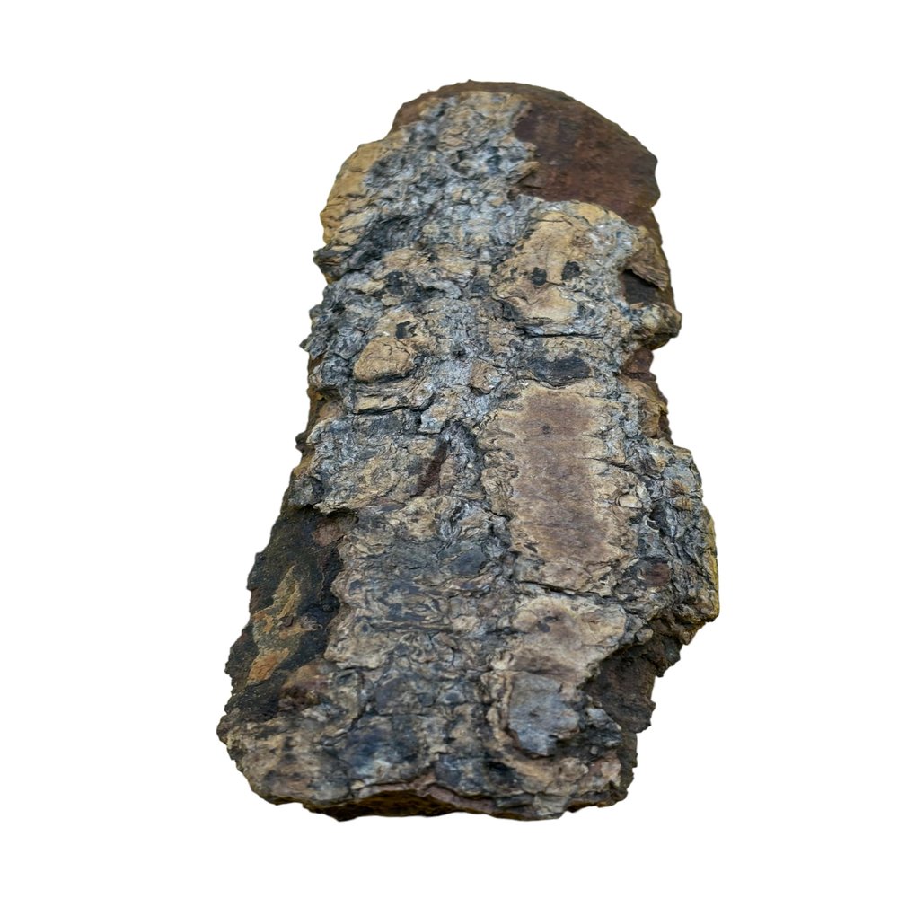 50 Grams Asorin Tree bark