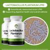 Lactobacillus Plantarum Probiotic Supplement 240 Tablets 3 Billion CFU Probiotics for Men & Women Supports Intestinal Digestive & Gut Health (240, Lactobacillus Plantarum) view 2