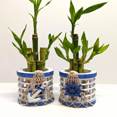 Generic 12 Stalk Lucky Bamboo with Helm and Anchor