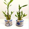 Generic 12 Stalk Lucky Bamboo with Helm and Anchor view 4