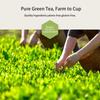 GTGLOTRA Full-Leaf Green Tea, 72 Pyramid TeaBags(12 Pack), Easy Brew, 100% Natural, Pure Leaf Biodegradable Tea, Caffeine Alternative to Coffee, Whole Leaf Tea Sampler, Family Size, Gifts, Office Reception&Daily Consumption view 3