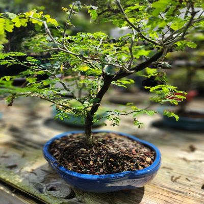 NineLife Basics Indoorbonsaiandexotics Raintree Bonsai Tree in a Glazed Bonsai Pot, varies