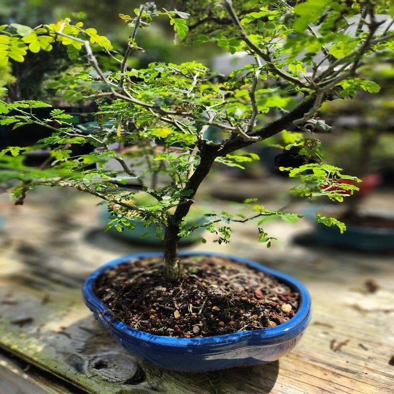 NineLife Basics Indoorbonsaiandexotics Raintree Bonsai Tree in a Glazed Bonsai Pot, varies