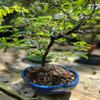 NineLife Basics Indoorbonsaiandexotics Raintree Bonsai Tree in a Glazed Bonsai Pot, varies view 1