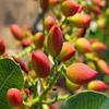 THE EDIBLES Pistachios Without Shell Unsalted - 500g | Pistachios Dry Fruits_Packing May Vary view 4
