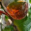 2010 Yongle Shuang Shi Tong Qing Hao Raw Pu-erh Tea Cake, 357g, from Yunnan view 2