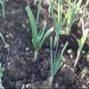 Japanese Garlic (Ajo Japones) 100% Natural!!) Count per Bag: (30-60-130) (60 Pieces) view 4