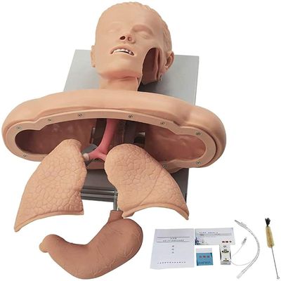 PacuM Airway Management Trainer, Training Manikin, Tracheal Intubation Strain Training Simulator Model, Intubation Manikin, Intubation Head Teaching Study Manikin.