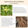 Wanhua Hall Astragalus Root Slices Tea Huang Qi  Premium Astragalus Root Herb Chinese Herb Nourishing Food Sulfur-Free  200g/7oz view 4