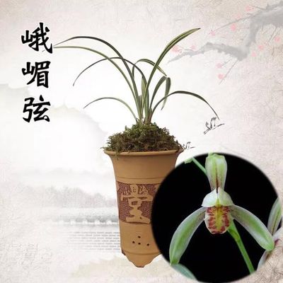 Live Cymbidium Ensifolium  Orchids Perfect for Windowsills or Indoors-Shipped Without Flowers-EMeiXian 