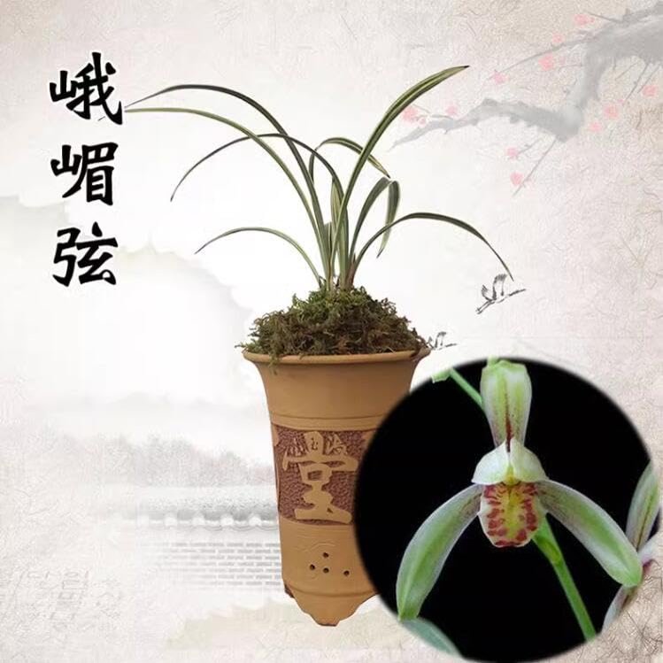 Live Cymbidium Ensifolium  Orchids Perfect for Windowsills or Indoors-Shipped Without Flowers-EMeiXian 