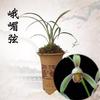 Live Cymbidium Ensifolium  Orchids Perfect for Windowsills or Indoors-Shipped Without Flowers-EMeiXian  view 1