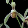 Live Cymbidium Ensifolium  Orchids Perfect for Windowsills or Indoors-Shipped Without Flowers-EMeiXian  view 2
