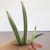 Live Cymbidium Ensifolium  Orchids Perfect for Windowsills or Indoors-Shipped Without Flowers-EMeiXian  view 3