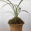 Live Cymbidium Ensifolium  Orchids Perfect for Windowsills or Indoors-Shipped Without Flowers-EMeiXian  view 4