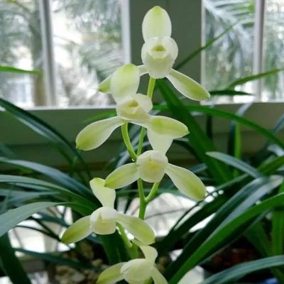 Live Orchid Plant  Cymbidium Ensifolium-DaTangGongFen-Bare Foot and Shipped Without Buds 