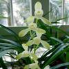 Live Orchid Plant  Cymbidium Ensifolium-DaTangGongFen-Bare Foot and Shipped Without Buds  view 1