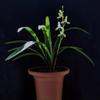 Live Orchid Plant  Cymbidium Ensifolium-DaTangGongFen-Bare Foot and Shipped Without Buds  view 2