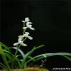 Live Orchid Plant  Cymbidium Ensifolium-DaTangGongFen-Bare Foot and Shipped Without Buds  view 3