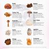 Rainbo - 11:11 Multi Mushroom Tincture - 11-in-1 Dual Extract Mushroom Blend - Comprehensive Immune Support, Brain Support, Liquid Lion's Mane & Turkey Tail, Vegan, Non GMO, 3.4 fl oz view 3