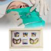 6 Piece Multi Color Dental Rubber Dam Brinker Clamps Universal Set (B1, B2, B3, B4, B5, B6) Clamp for Lower Molars,Premolars, Incisors Canines view 3